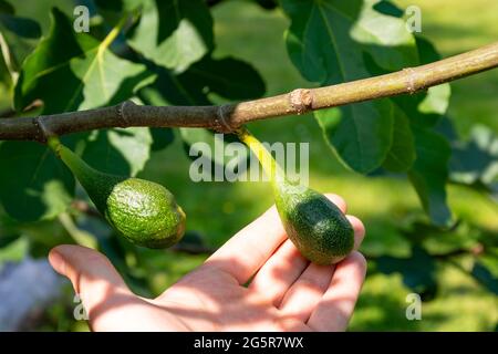 Beautiful green figs on a fig tree isolated, touched by hand Stock Photo