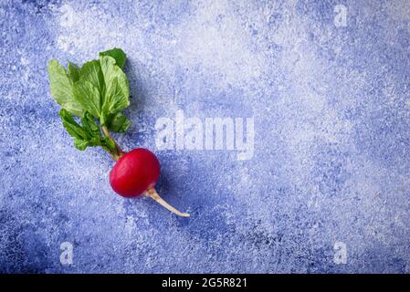 Radish on blue concrete backgrounds Stock Photo
