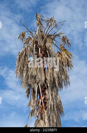 Sabal Palm trees in Alachua, Florida afflicted with Lethal Bronzing ...