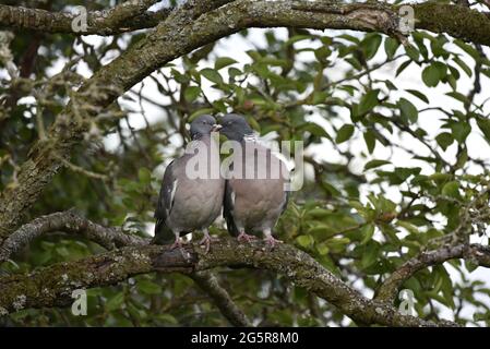 Close-Up Portrait of Breeding Pair of Common Woodpigeons (Columba palumbus) Partaking in Courtship Behaviour While Perched on a Tree Branch in Wales Stock Photo