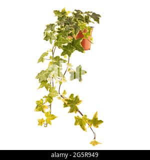 Ivy, Hedera helix or European ivy in pot isolated on white background Stock Photo