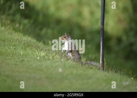 Grey Squirrel (Sciurus carolinensis) Standing on Back Feet on a Grassy Bank in Left-Profile Looking Ahead on a Sunny Day in June in Mid-Wales, UK Stock Photo
