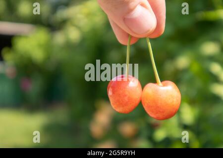 Two ripe cherries, close-up. Ripe juicy berries. Summer red fruits and berries. Two ripe red sweet cherries in the garden in summer with blurred folia Stock Photo