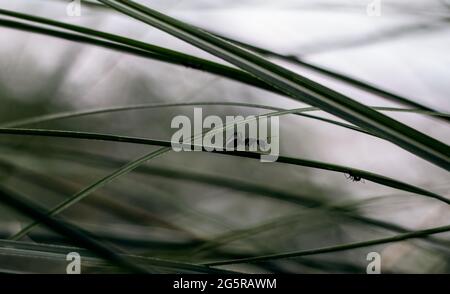 A black ant walking on a tiny grass leaf in the evening Stock Photo
