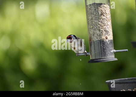 Front View of a European Goldfinch (Carduelis carduelis) Perched on the Peg of a Sunflower Hearts Feeder with Sunflower Hearts in Beak, in Wales, UK Stock Photo