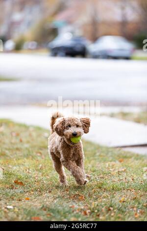 An adorable young puppy labradoodle runs in yard outside playing fetch with a green tennis ball in the fall Stock Photo