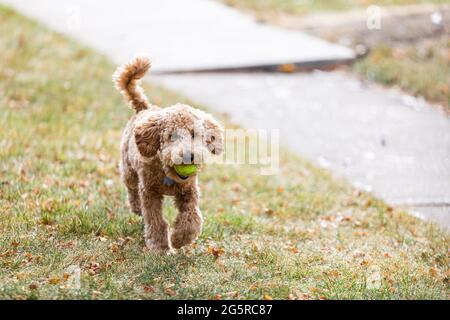 An adorable young puppy labradoodle runs in yard outside playing fetch with a green tennis ball in the fall Stock Photo