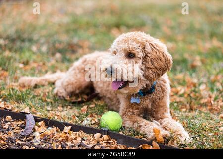 An adorable young puppy labradoodle runs in yard outside playing fetch with a green tennis ball in the fall Stock Photo