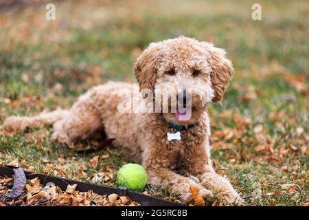 An adorable young puppy labradoodle runs in yard outside playing fetch with a green tennis ball in the fall Stock Photo