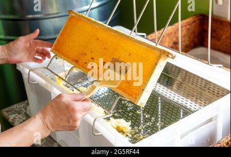 Hobby beekeeper extracting honey from honeycomb concept. Wooden honeybee frame on uncapping rack tray. Stock Photo