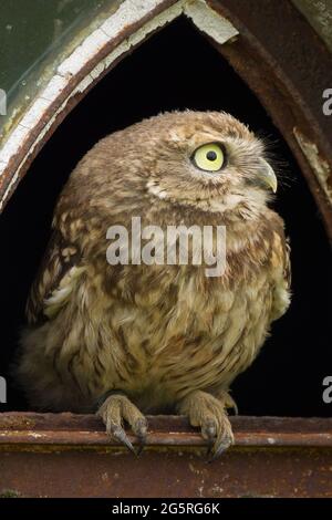 A close up of a little owl (Athene noctua) perched in the broken window of an old barn Stock Photo