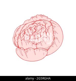 Hand drawn pink peony flower isolated on white background. Vector illustration in sketch style Stock Vector