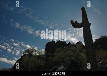 Towering Saguaro Cactus on South Mountain in Phoenix Arizona backlit by blazing autumn sun Stock Photo