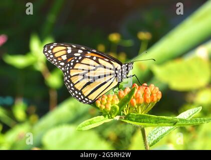 A Monarch Butterfly (Danaus plexippus) resting on the orange flower buds of Butterfly weed (Asclepias tuberosa). Copy space. Closeup.