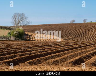 strong geometric repetition shape stripes pattern in curves and lines in a ploughed seeded field at golden hour side hard light under clear blue sky Stock Photo