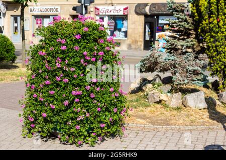 Potted flowers, ivy-leaved pelargonium or cascading geranium (Pelargonium peltatum) decorating the street, Sopron, Hungary Stock Photo