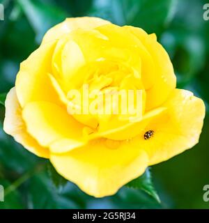 Small lady beetle, Propylea quatuordecimpunctata, black and yellow insect on a blossom rose Stock Photo