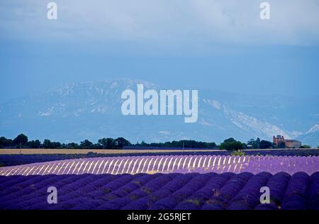 France, Alpes de Haute Provence (04), plateau de Valensole, lavender fields (Lavandula sp.) and mountain Stock Photo