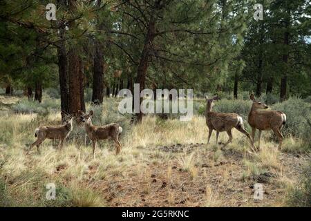 USA,Oregon, Central Oregon, Bend, Mule Deer Stock Photo