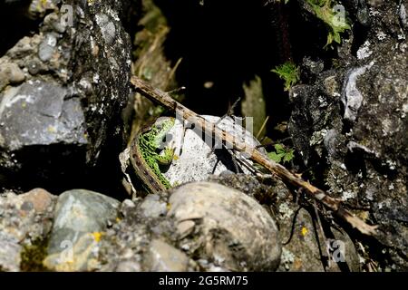 Zauneidechse, Lacerta agilis, Lacertidae, Männchen, Echse, Reptil, Tier, in Steinhaufen,  Klettgau, Naturpark, Kanton Schaffhausen, Schweiz Stock Photo