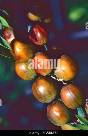 Weisser Affodill, Asphodelus albus, Asphodeloidae, Fruchtstand, Früchte, Blume, Pflanze, Provence, Frankreich Stock Photo