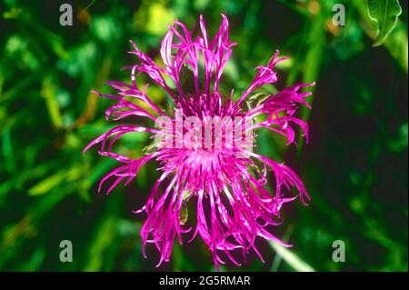 Skabiosen-Flockenblume, Centaurea scabiosa, Asteraceae, Blüte, Blume, Pflanze, Surselva, Kanton Graubünden, Schweiz Stock Photo