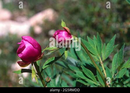 Pfingstrose, Paeonia officinalis, Paeoniaceae, Blütenstand, Blüten. Blume, Pflanze, Monte Generoso, Kanton Tessin, Schweiz Stock Photo