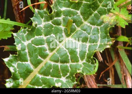 Mariendistel, Silybum marianum, Asteraceae, Blatt, Detail, Pflanze, Spanien Stock Photo