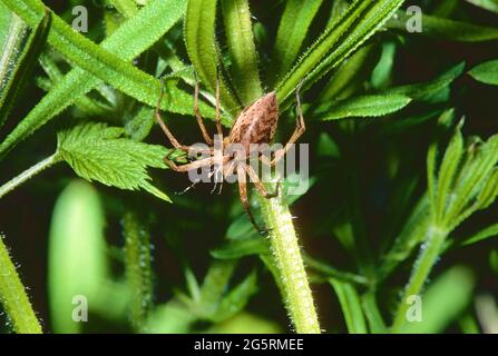 Listspinne, Pisaura mirabilis, Pisauridae, Spinne, Tier, Kanton Zürich, Schweiz Stock Photo