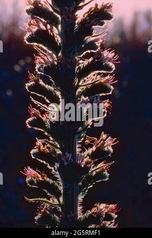 Italienischer Natternkopf, Echium italicum, Boraginaceae, blühend, Blüten, Detail, Blume, Pflanze, Spanien Stock Photo