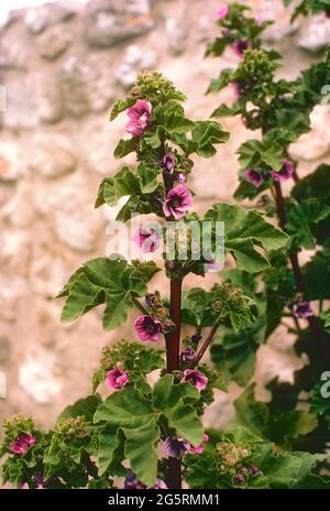 Baumförmige Strauchpappel, Lavatera arborea, Malvaceae, blühend, Strauch, Pflanze, Steinmauer, Provence, Frankreich Stock Photo