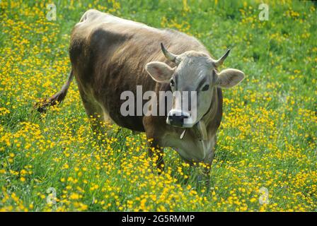 Kuh, Blumenwiese Stock Photo