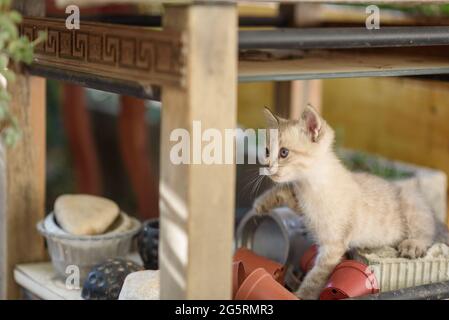Young cat curiously peeking out from under the table in the garden. Curious little kitten on flower pots. Stock Photo