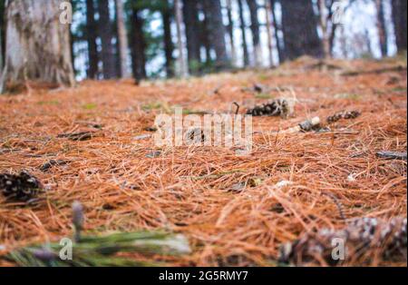 forest floor Stock Photo