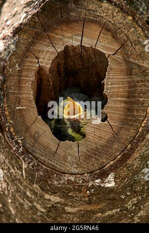 Two small birds in a nest inside a tree Stock Photo