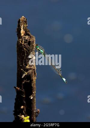 Blue Tailed Damselfly Stock Photo