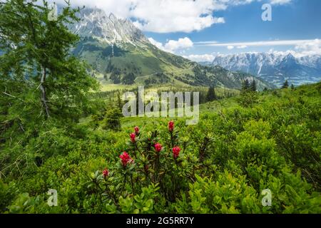 Alpenrose and green foliage on hiking trail. Wilder Kaiser mountains in background, Tirol - Austria Stock Photo