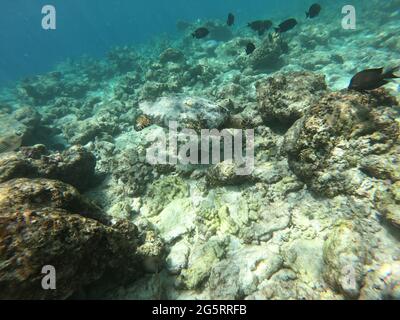Schools of colorful tropical fish swimming around corals on a tropical reef in Maldives. Stock Photo