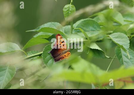 Top view of a question mark butterfly's wing pattern Stock Photo