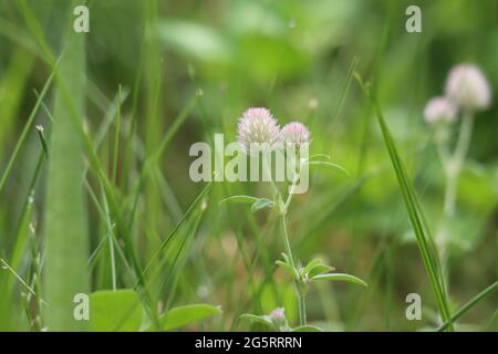 Hare's foot clover flowering in early summertime Stock Photo