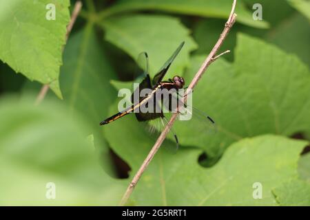 Female widow skimmer dragonfly looking upward Stock Photo