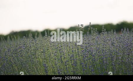 Fresh young lavender flowers. Beautiful nature background.Detailed close up on lavender flowers. Concept of cosmetics, aromatherapy, fragrance and ess Stock Photo