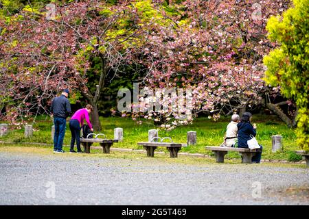 Kyoto, Japan - April 17, 2019: City street in Kyoto gyoen Imperial Palace with people sitting on bench in spring looking at pink cherry blossom sakura Stock Photo