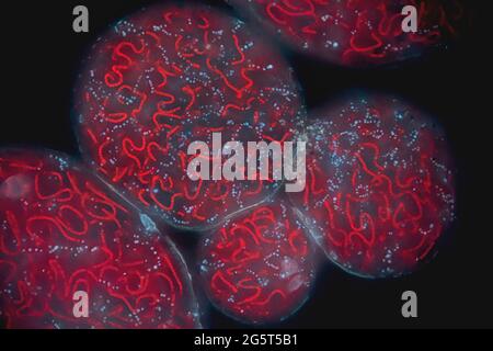 star jelly (Nostoc spec.), dark-field and phase-contrast MRI, magnification x160 related to a print of 10 cm width, Germany Stock Photo