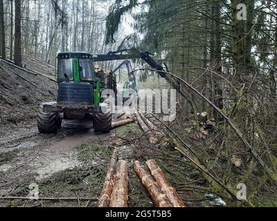 harvester harvesting wood in forest, Germany Stock Photo