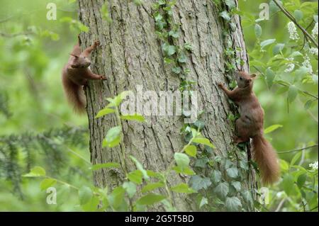 European red squirrel, Eurasian red squirrel (Sciurus vulgaris), two squirrels climb on a tree trunk, Germany, Mecklenburg-Western Pomerania Stock Photo