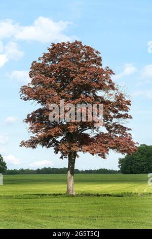 Norway maple (Acer platanoides 'Schwedleri', Acer platanoides Schwedleri), habit, cultivar Schwedleri, Germany Stock Photo