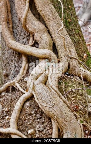 English ivy, common ivy (Hedera helix), ivy trunks on a tree trunk, Germany, North Rhine-Westphalia Stock Photo