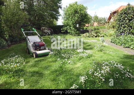 common daisy, lawn daisy, English daisy (Bellis perennis), lawn mower on a meadow with daisies , Germany Stock Photo