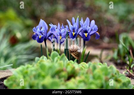 dwarf beardless iris (Iris reticulata 'Gordon', Iris reticulata Gordon), group of dwarf beardless irises var. Gordon Stock Photo